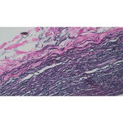 Tissue Control Slide, ElasticTissue